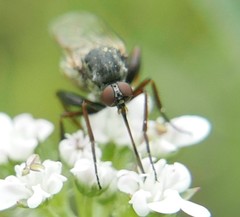 Empis femorata