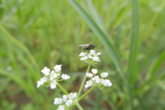 Empis femorata