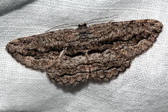 Scioglyptis canescaria