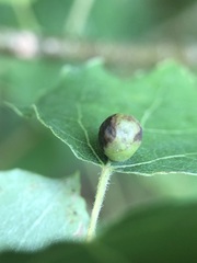 Harmandiola tremulae