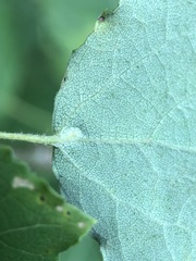 Harmandiola tremulae