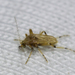 Mosquitos de Las Ranas - Photo (c) André Amaral, algunos derechos reservados (CC BY-NC), subido por André Amaral