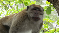 Macaca fascicularis