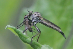 Cerdistus erythrurus