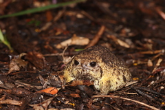 Breviceps gibbosus