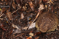 Breviceps gibbosus