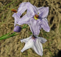 Solanum amygdalifolium
