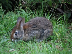 Sylvilagus brasiliensis