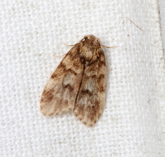 Scaphidriotis xylogramma