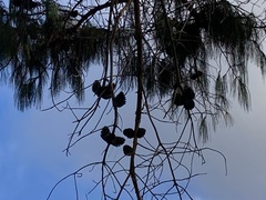 Pinus wallichiana