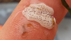 Eurylepta leoparda