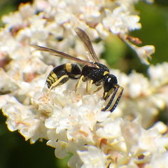 Ancistrocerus parietum