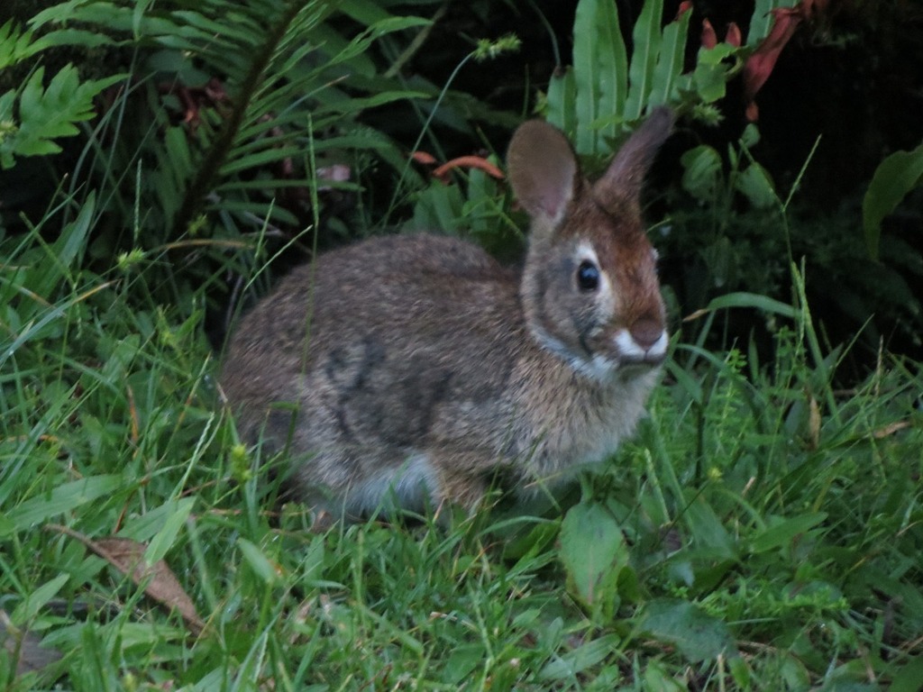 Common Tapeti (Sylvilagus brasiliensis) - Know Your Mammals
