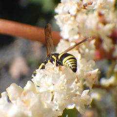 Ancistrocerus parietum