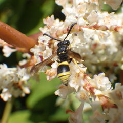 Ancistrocerus parietum