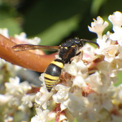 Ancistrocerus parietum