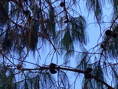 Pinus wallichiana