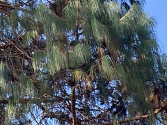 Pinus wallichiana