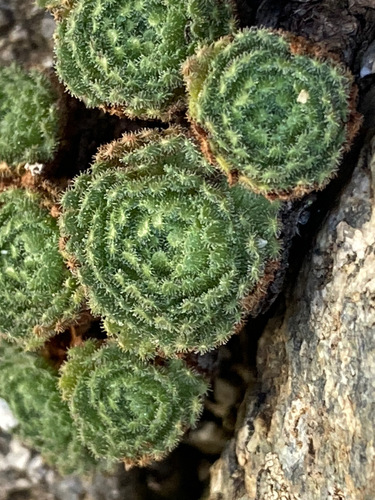 Image of Saxifraga pubescens by (c) Fabien Anthelme, some rights reserved (CC BY-SA)
