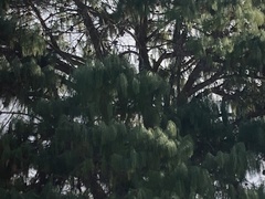Pinus wallichiana
