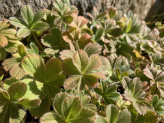 Potentilla nivalis