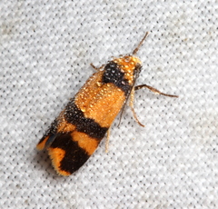 Stenoscaptia venusta