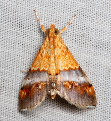 Tetracona amathealis