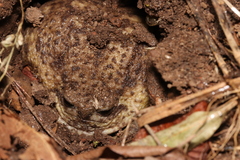 Breviceps gibbosus