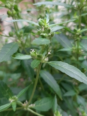Mercurialis annua