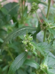 Mercurialis annua