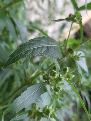 Mercurialis annua