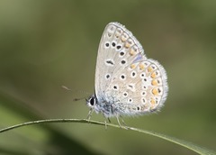 Polyommatus icarus