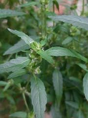 Mercurialis annua