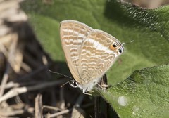 Lampides boeticus