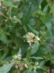 Mercurialis annua