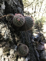 Mammillaria jaliscana jaliscana