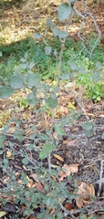 Ceratonia siliqua