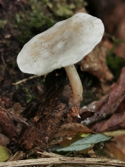Clitocybe phyllophila