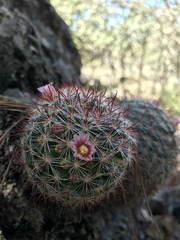 Mammillaria jaliscana jaliscana