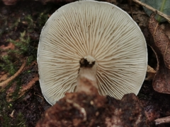 Clitocybe phyllophila