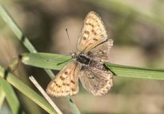 Lycaena tityrus