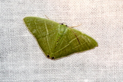 Urolitha bipunctifera