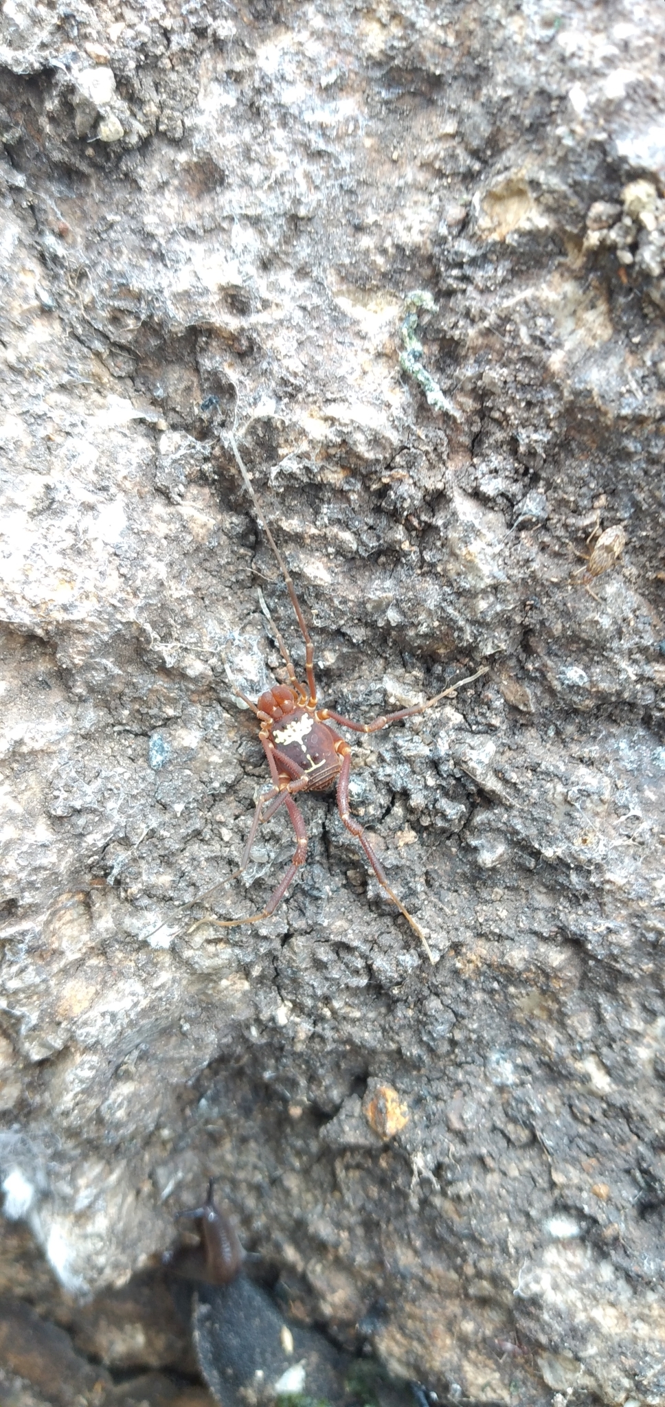 Rhauculus ohausi image