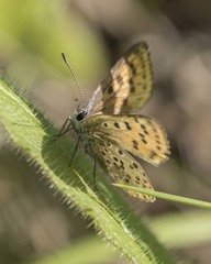 Lycaena tityrus
