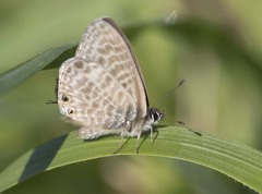 Leptotes pirithous