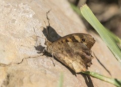 Pararge aegeria