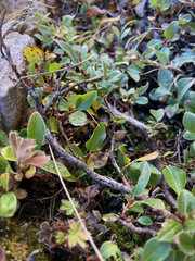 Salix pyrenaica
