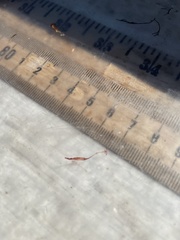 Lernaeidae