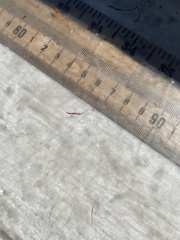 Lernaeidae