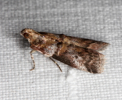 Conobathra hemichlaena